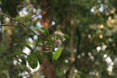 Ixora nigricans