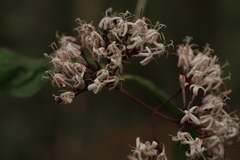 Ixora nigricans