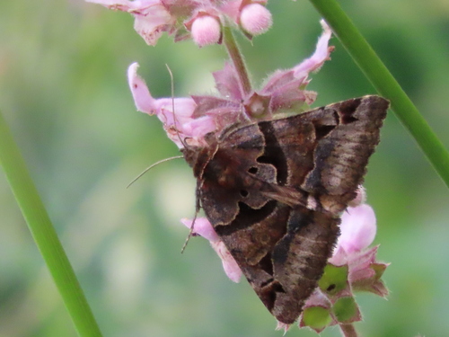 Euclidia ardita photo 4