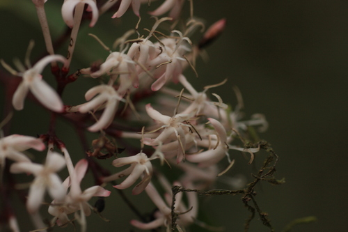 Ixora nigricans, photograph 2