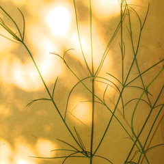 Thelesperma simplicifolium