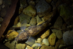 Gobiomorphus cotidianus