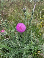 Carduus uncinatus