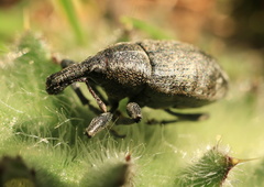 Lepyrus capucinus