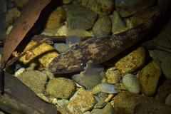 Gobiomorphus cotidianus