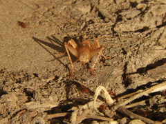 Endecous