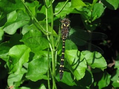 Cordulegaster maculata