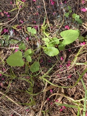 Magnoliopsida