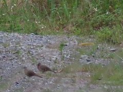 Streptopelia tranquebarica