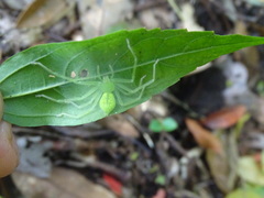 Gnathopalystes taiwanensis
