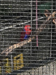 Eclectus