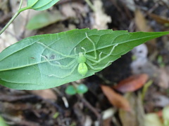 Gnathopalystes taiwanensis