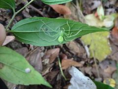 Gnathopalystes taiwanensis