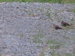 Streptopelia tranquebarica