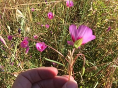 Clarkia gracilis sonomensis