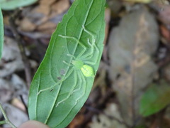 Gnathopalystes taiwanensis
