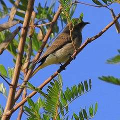 Prodotiscus regulus