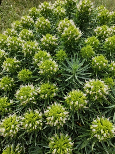 Image of Echium aculeatum by no rights reserved