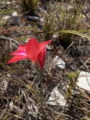 Gladiolus carmineus