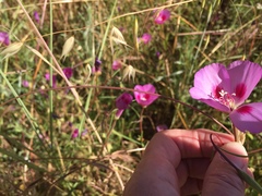 Clarkia gracilis sonomensis