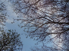 Cnidoscolus megacanthus