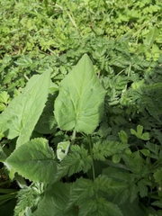Doronicum pardalianches