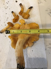 Cantharellus
