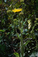 Inula royleana