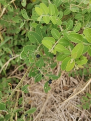 Indigofera tinctoria