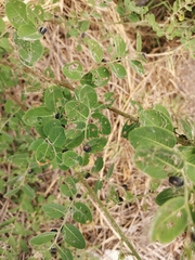 Indigofera tinctoria
