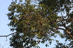 Hydnocarpus pentandrus