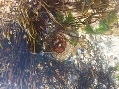 Brassicophycus sisymbrioides