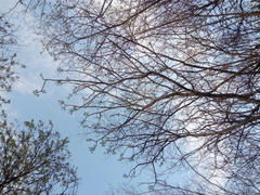 Cnidoscolus megacanthus