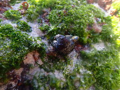 Crepipatella capensis