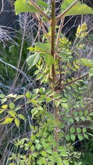 Aralia elata