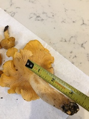 Cantharellus