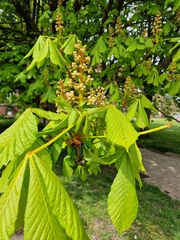 Aesculus hippocastanum