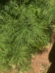 Tracheophyta