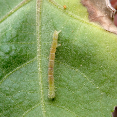 Xanthodes transversa