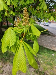 Aesculus hippocastanum