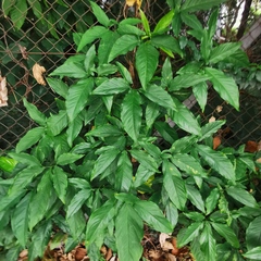 Syngonium angustatum