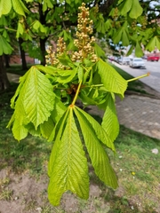 Aesculus hippocastanum