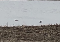 Recurvirostra americana