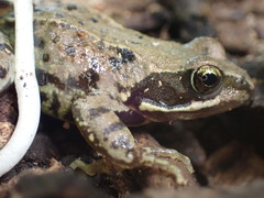 Rana temporaria