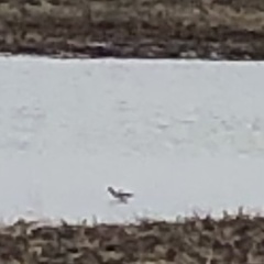 Recurvirostra americana