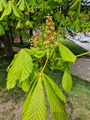 Aesculus hippocastanum