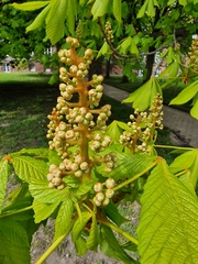 Aesculus hippocastanum
