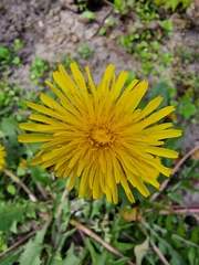 Taraxacum officinale