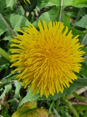 Taraxacum officinale