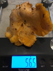 Cantharellus